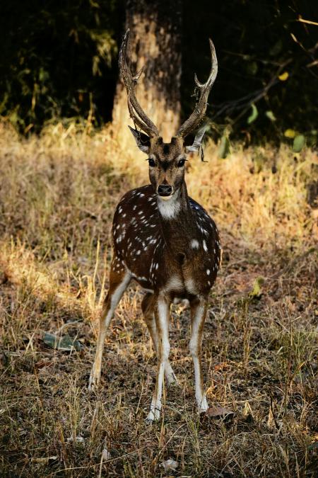 Photography of Deer on Grass