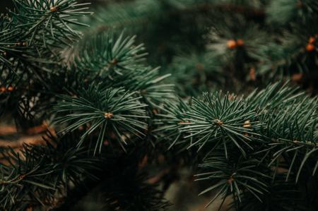 Photography of Green Pine Tree
