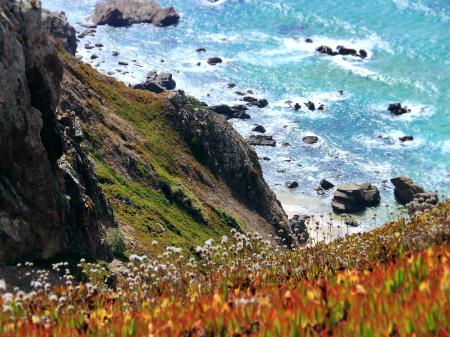 Photography of Orange-and-yellow Petaled Flowers on Cliff Near Body of Water at Daytime