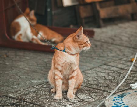 Photography of Orange Tabby Cat