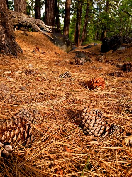 Photography of Pine Cones on Ground