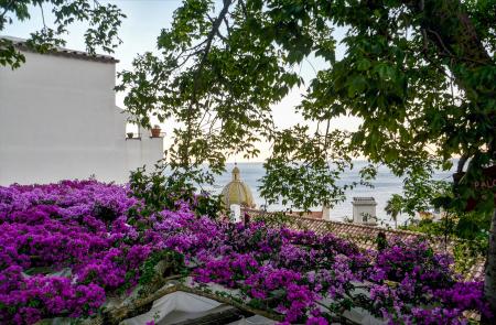 Photography of Purple Flowers