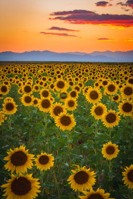 Sunflowers