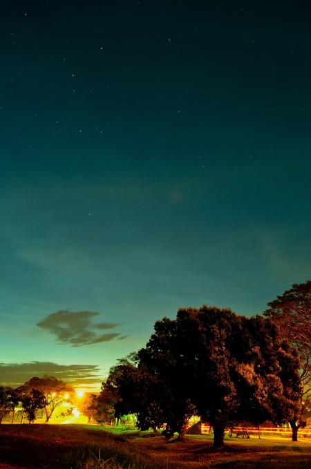 Photography of Tree during Sunset