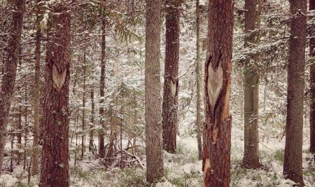 Photography of Tree Trunks During WInter