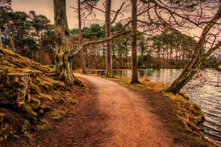 Photography of Trees in Forest