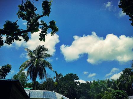 Photography of Trees Under Blue Cloudy Sky