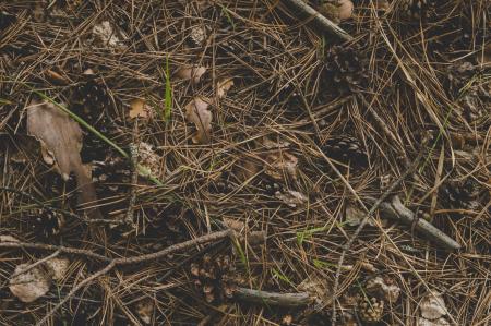 Photography of Twigs on the Ground