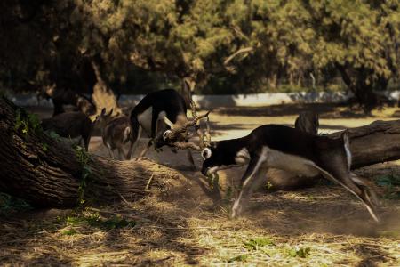 Photography of Two Fighting Impalas