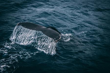 Photography of Whale Tail On Water Surface