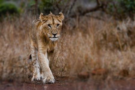 Photography of Young Lion