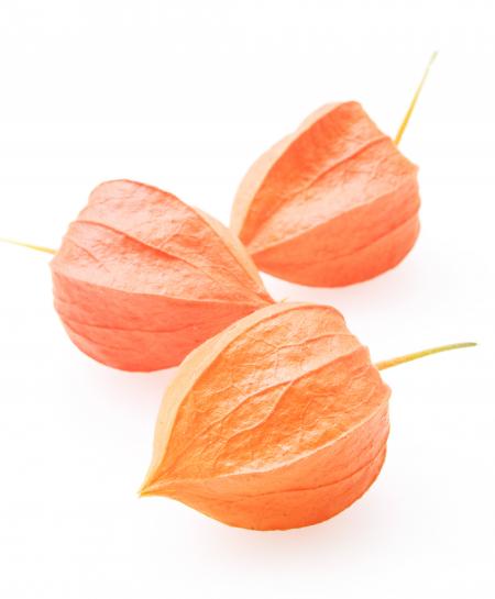 Physalis