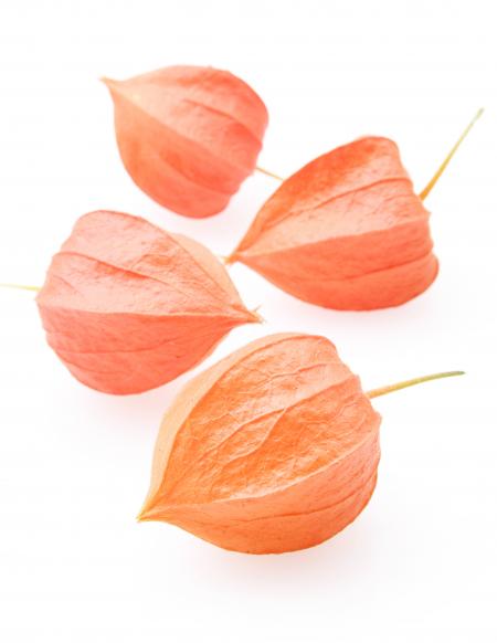 Physalis