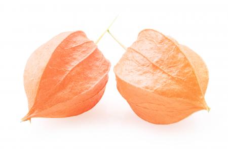 Physalis