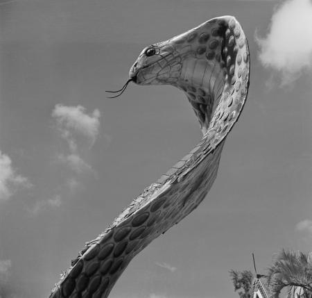 Pictures of the 20th Century