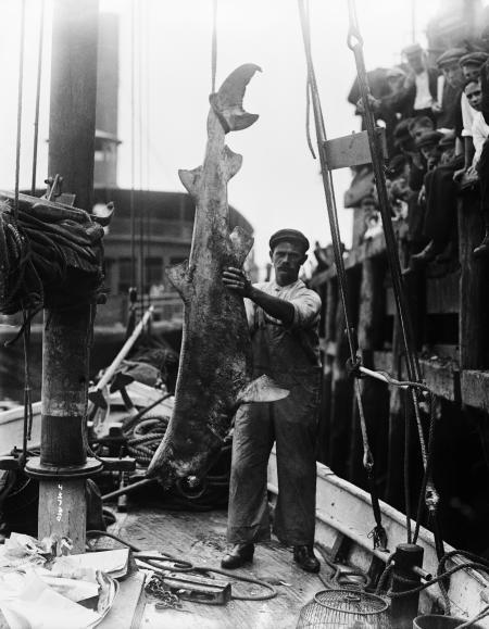 Pictures of the 20th Century