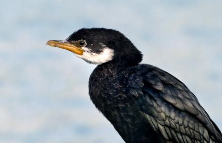 Pied Shag NZ. (Phalacrocorax varius)