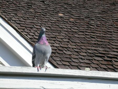 Pigeon