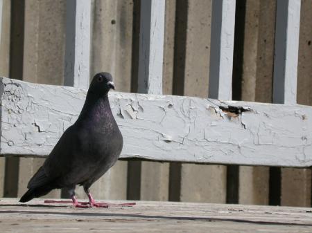 Pigeon