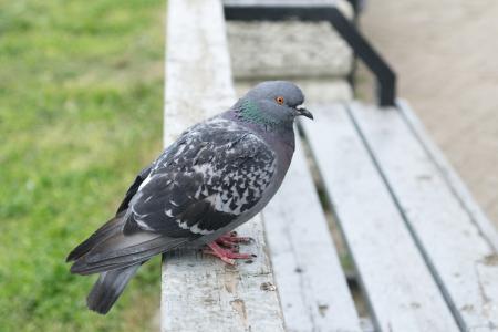 Pigeon