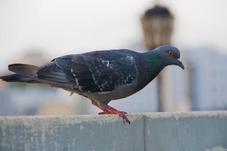 pigeon