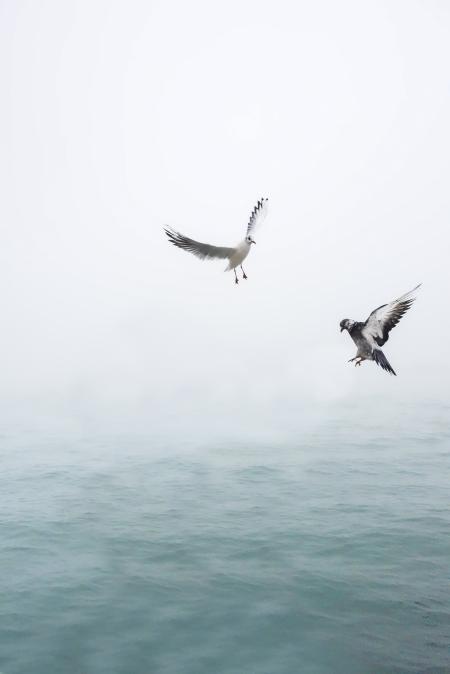 Pigeon and Seagull Flying Above Body of Water