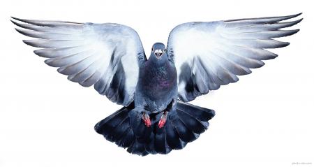 Pigeon taking off
