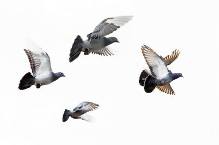 Pigeons Flying