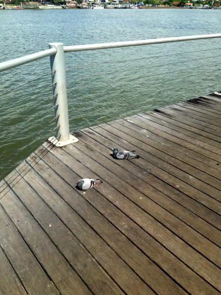 Pigeons on wooden jetty