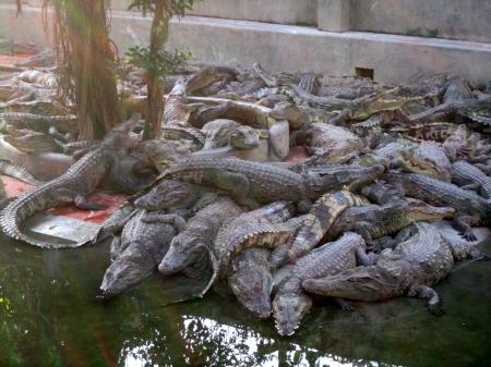 Pile of Crocodiles