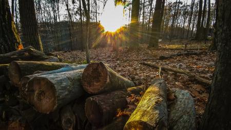 Pile of Tree Trunks on Top of Dried Leaves