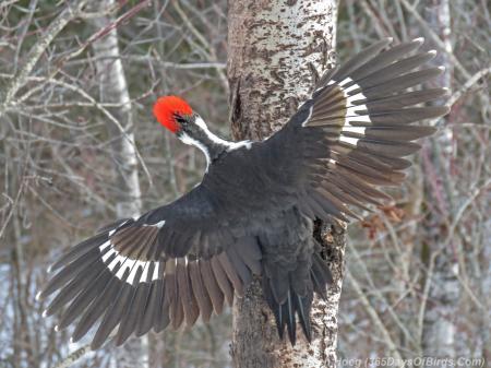 Pileated Woodpecker