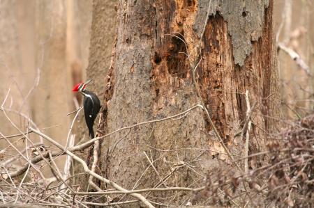Pileated Woodepecker