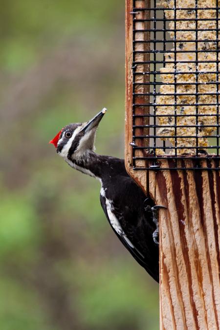 Pileated Woodpecker