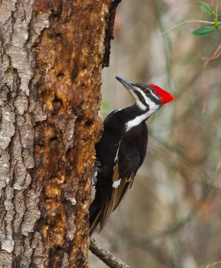 Pileated Woodpecker