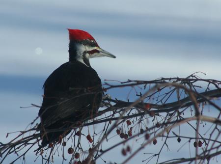 Pileated Woodpecker