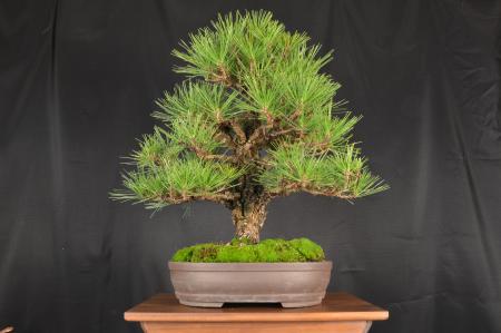 Pine