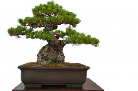 Bonsai pine