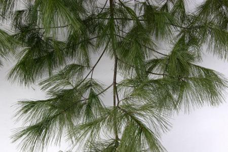 Pine Branch