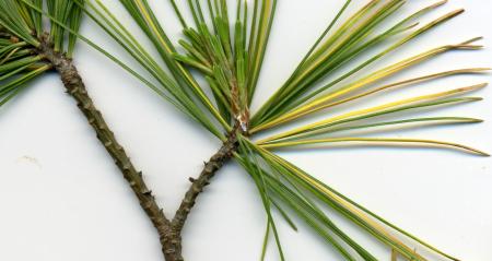 Pine Branch