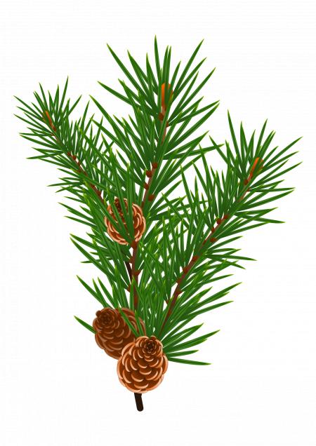 Pine branches