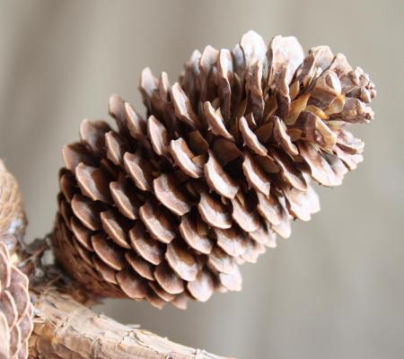 Pine cone