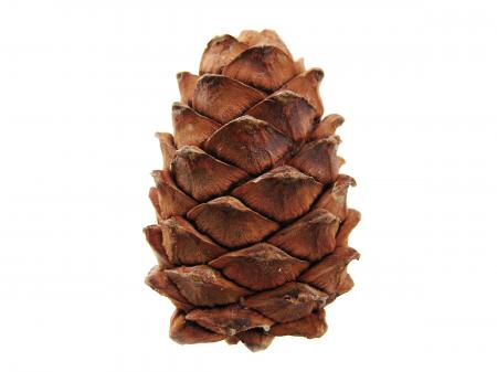 Pine cone