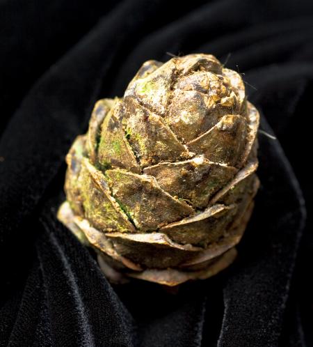 Pine cone