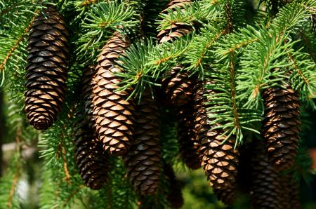 Pine cones