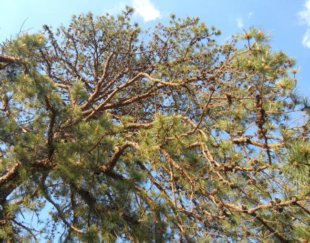 Pine Cones In Tree