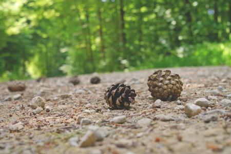 Pine Cones