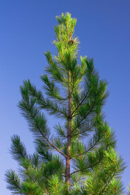 Pine Tree