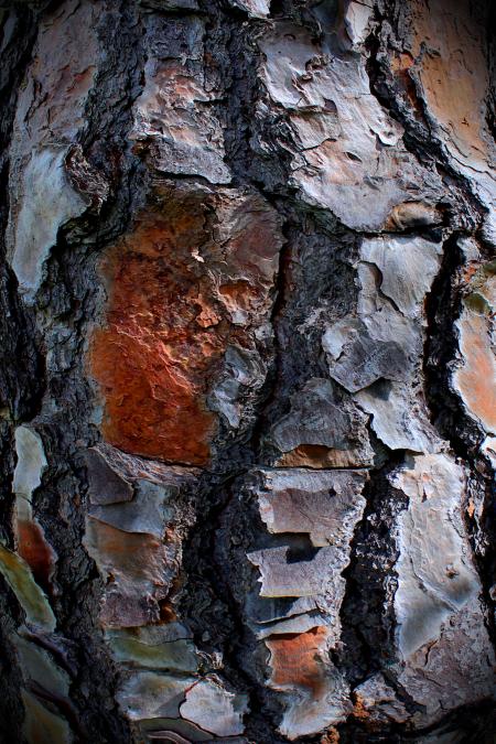 Pine tree bark Texture