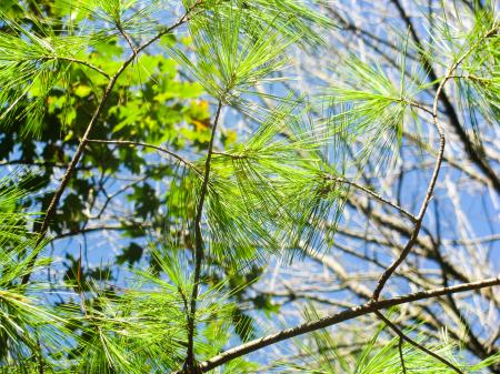 Pine Tree Leaves on Tree